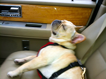 how to stop aggressive barking