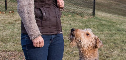 3 Tips for Changing Your Dogs Behavior