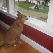 Is your dog predisposed to separation anxiety?